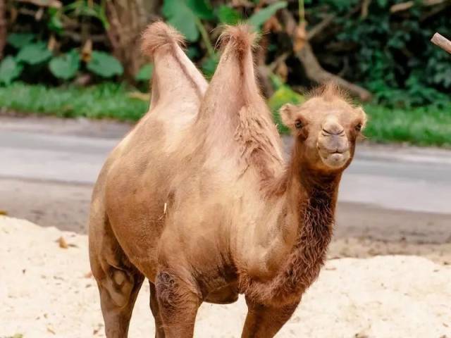 除了"沙漠之舟",你真的了解双峰骆驼吗?-宠物频道-手机搜狐