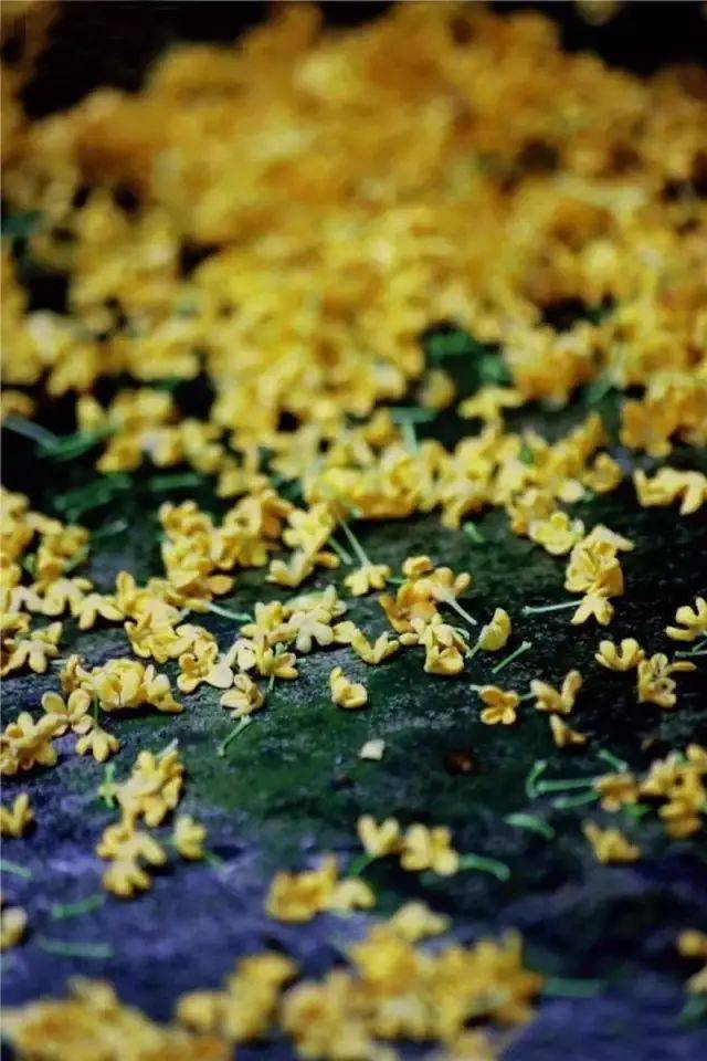 金气秋分, 风清露冷秋期半