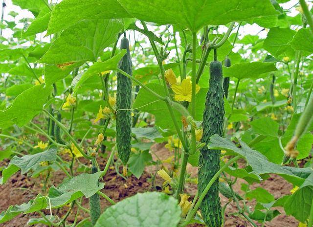 比如说在元月份,有些黄瓜秧出现了黄瓜顶端开花现象,因自己对黄瓜种植