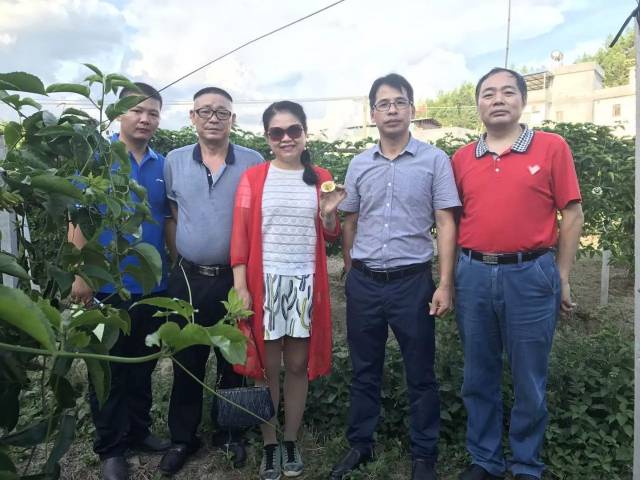 据介绍,上陵镇寨西村是和平县经济较为落后的区域之一,此次参观的百香