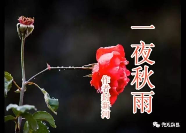 【诗意魏州】一夜秋雨_手机搜狐网