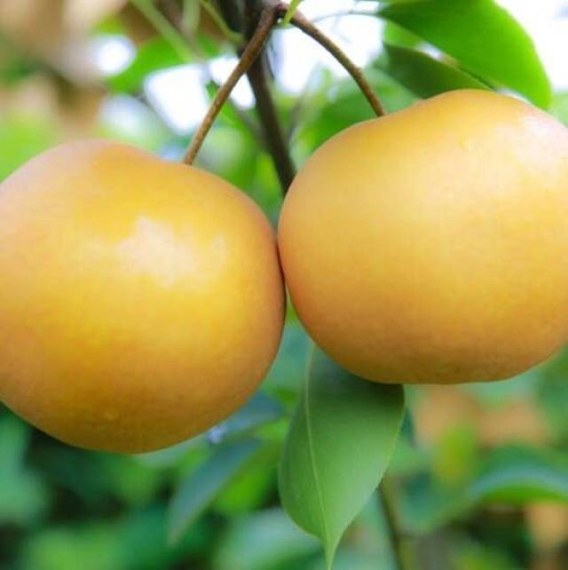 优质苗香梨的果实新鲜饱满,果形端正,因各品种不同而呈青,黄,月白等