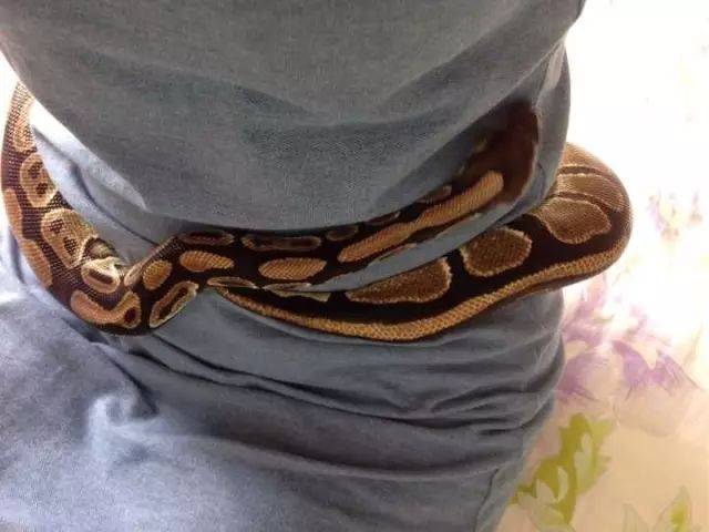 美女把蛇当手串,盘得可起劲了!