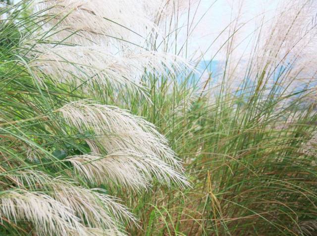 小城花开 | 青衣江畔,又见芦苇花开