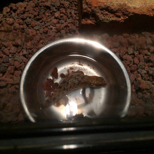 饲养卵胎生蜥蜴的乐趣:感受生命之初的菊花一紧