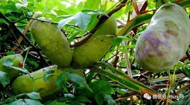 大关各乡镇山上到处都是的这种野果子,竟然让他年入百万!