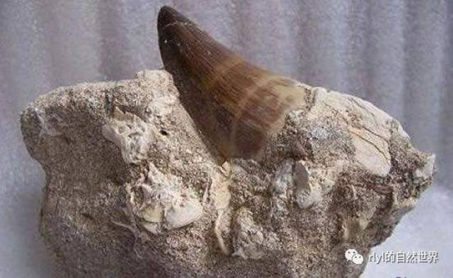 【恐龙探索】怒海争锋——沧龙!