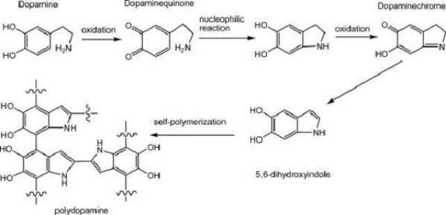 盐酸多巴胺聚合图片