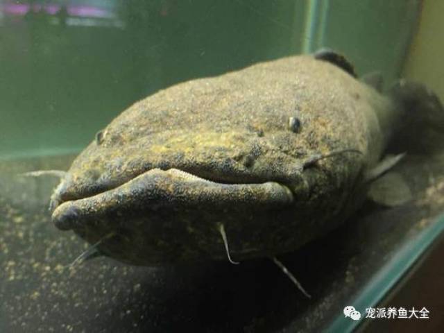 古代鱼萌萌哒,拍照也会摆pose