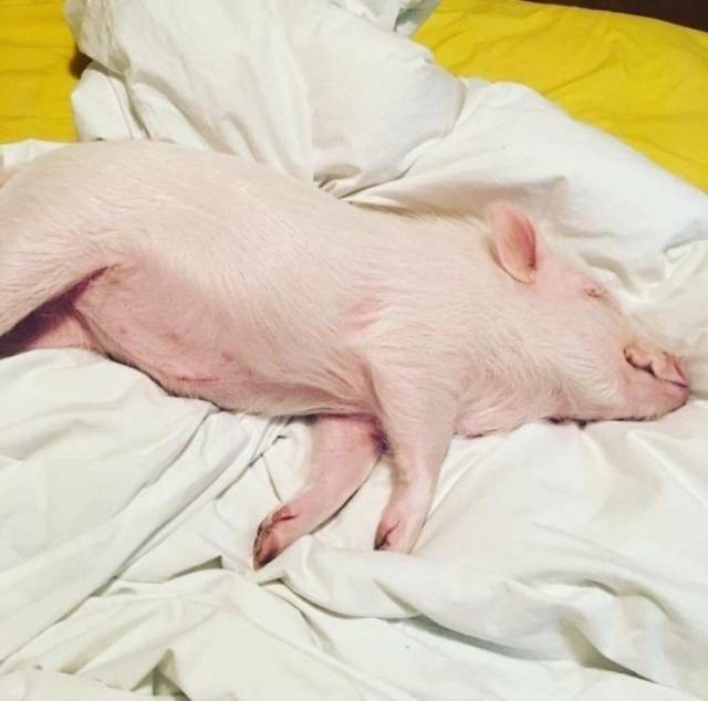 一只猪躺着的表情包图片