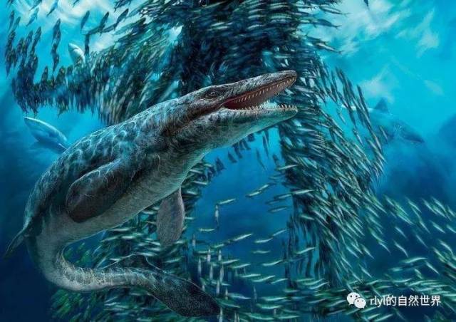 世界上最大的海洋恐龙图片