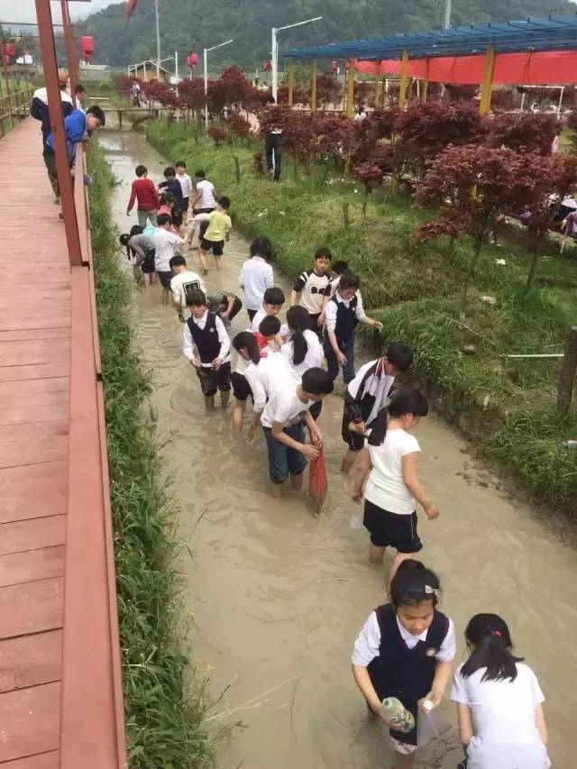 桐兴生态园一日游日记图片