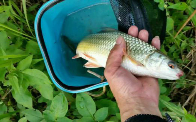 排水渠紅眼魚氾濫,長的像草魚不好吃,有人說是軍魚