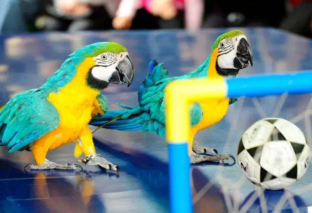 鸟语林:《孔雀东南飞》,《鹦鹉剧场》双剧开演.