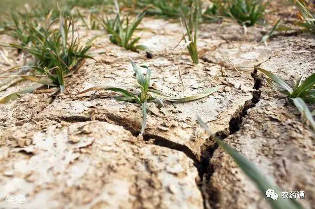 种地如何才能区分土壤的肥力,种了这么多年地,这些技巧你会吗?