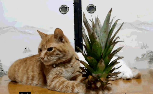主人把一菠萝头放到猫咪面前,一睁眼这丫表情呆滞了