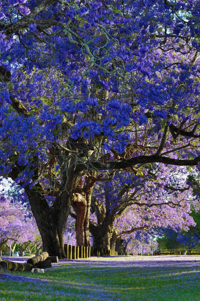 再过1个月,这里将变成蓝色的童话世界!