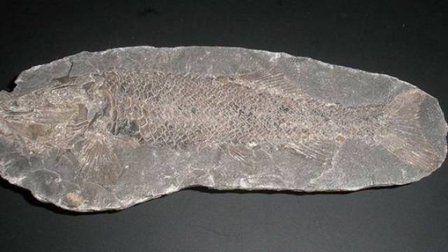 寒武纪:生物大爆炸时期