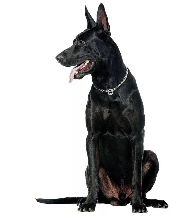 墨界黑狼 源自本能的吸引丨真狗秀