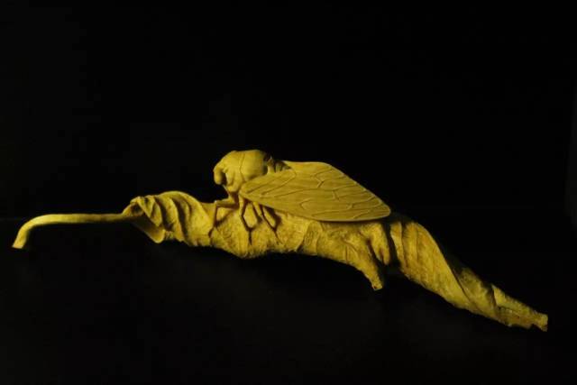 枯叶上的知了,惟妙惟肖