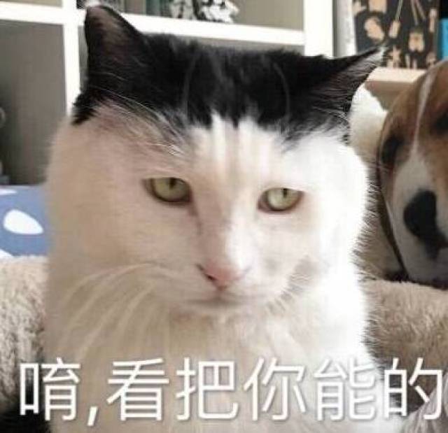 这是一波各种猫咪不屑表情包的集锦,总有一个是你想要的!