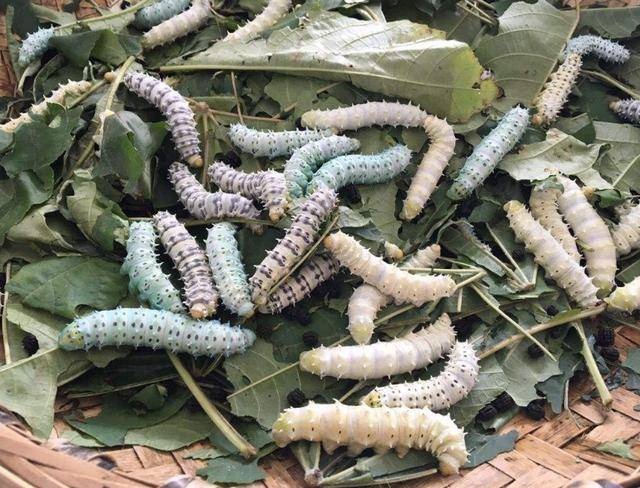 蓖麻蚕是绢丝昆虫,喜欢吃蓖麻叶子,饲养简便,生长迅速,中国南方可终年
