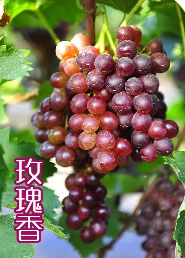 巨玫瑰,金手指,藤稔,玫瑰香……吃过两种算你"高大上"!