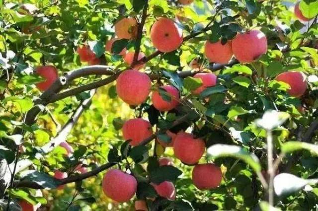 秋果不等人,昆明近郊6条秋季水果采摘路线请收好!