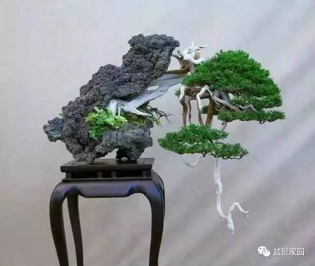 光照,浇水,施肥,夏季五针松盆景管理三大要点