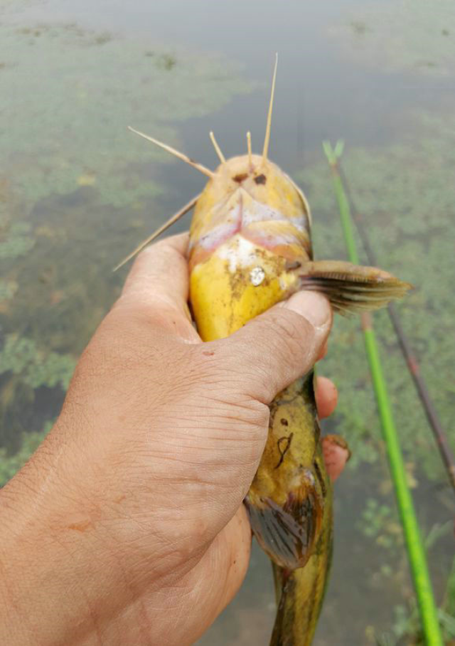 乡下池塘,这种野鱼成群,城里卖百元一斤,村民却不吃