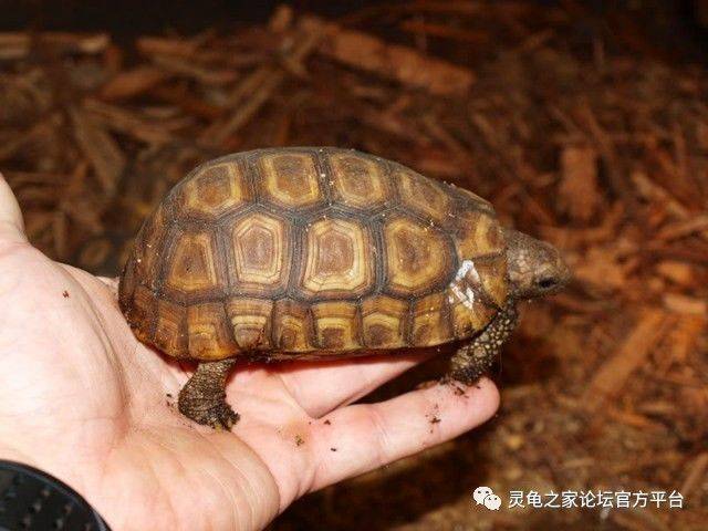 折背龟属的六类折背陆龟 钟纹折背龟荷叶陆龟等