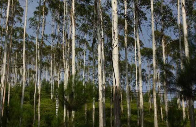 桉树林下不适合种植任何作物?桉树林下寸草不生?