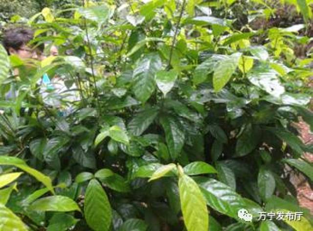 【寻味万宁】鹧鸪茶