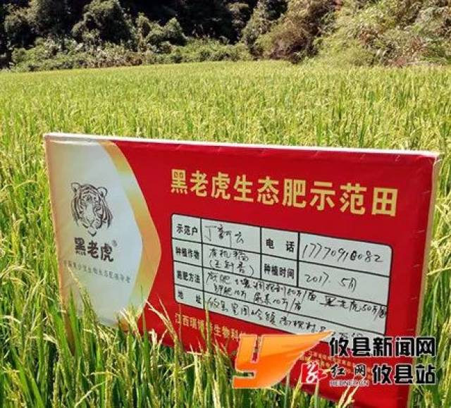 黑老虎生态肥示范田