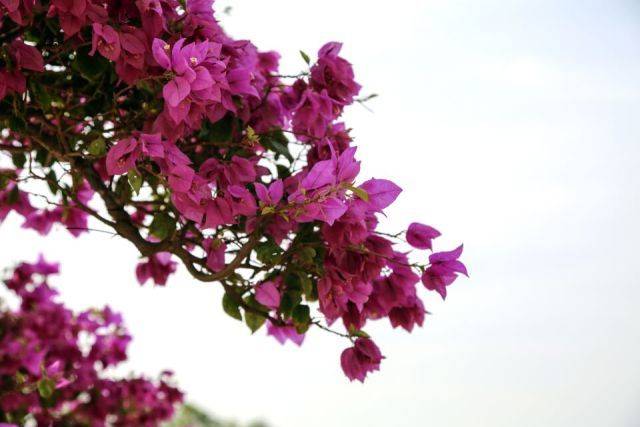 咔嚓~当睡醒的三角梅遇上汉服小姐姐.