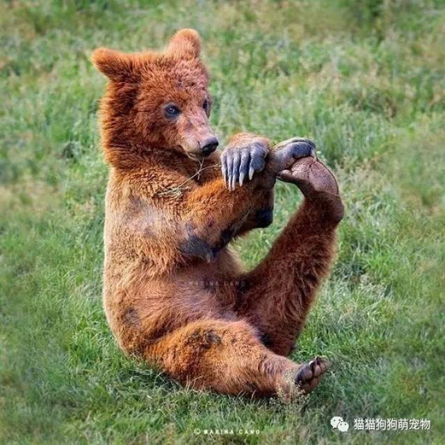 做伸展动作的动物们