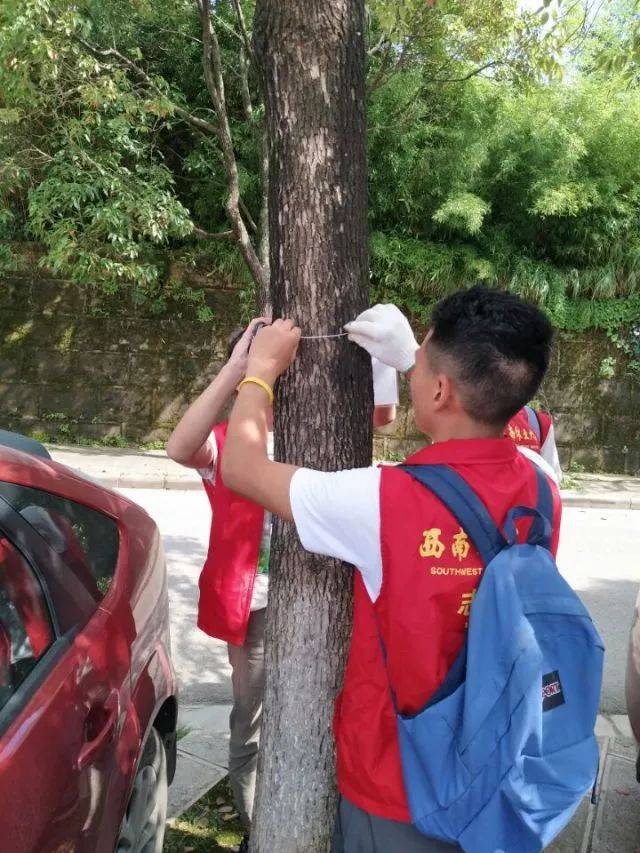 我們為校園行道樹掛上了標語,提醒每一個人能更加愛護校園環境.