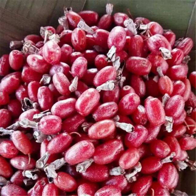 遍野的野果熟了,黄袍,马桑果,羊奶果,干天果……会让你吃到嘴酸不想停