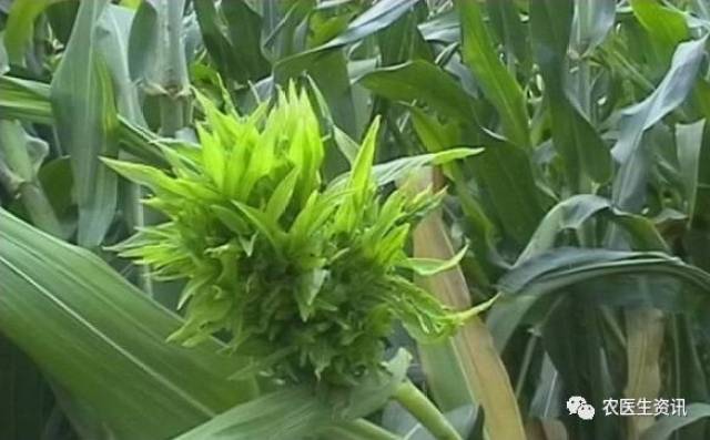 您见过玉米疯顶病吗?
