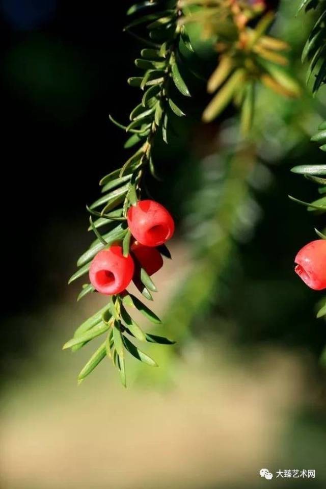 紅豆杉 日の丸薬局 | 紅豆杉 販売終了のお知らせ