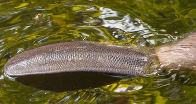 海豚 2 b. 袋鼠 c. 大丹犬 3 b. 浣熊 c. 环尾狐猴 4 b. 水獭 c.