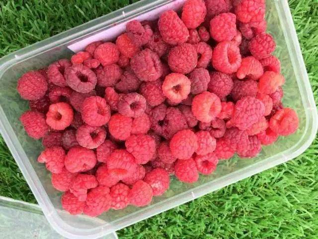 原生态 要是家门口有一个就好了 摘树莓 红树莓树的个头比枸杞还矮