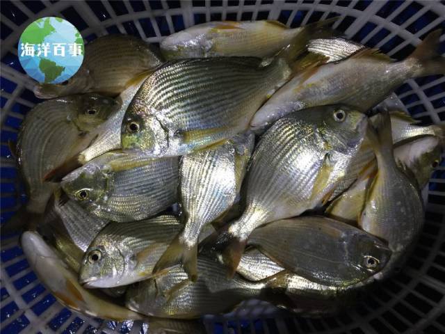 平鲷也有十几二十斤