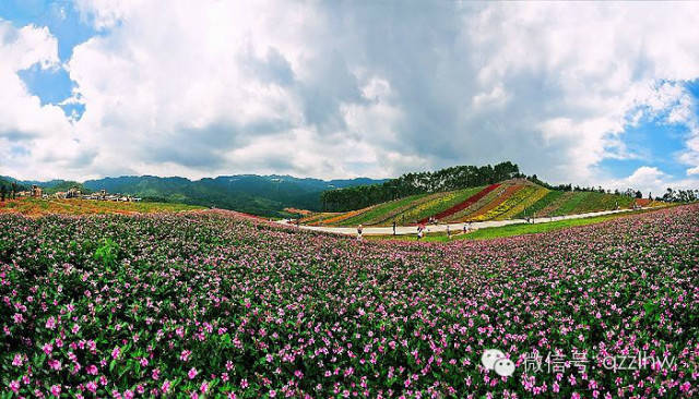 【10月3日】柚子采摘 长泰玛琪雅朵花海  寻梦谷 桃花岛 大树将军1
