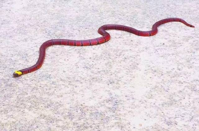 云南盘山公路现罕见蛇 全身通红头带金黄色泽