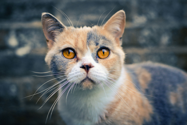 如果猫咪的病情久治不愈,就要及时送猫咪去宠物医院进行检查治疗,切勿