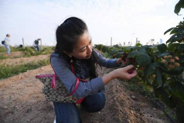 暨紅樹莓採摘季啟動儀式將於9月27日上午在棚湖灣樹莓生態景區舉辦