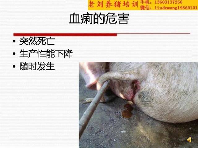 老刘养猪培训 解剖——血痢