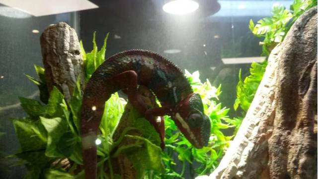 法国人的爬虫店,这简直是小动物园好么!(下篇·