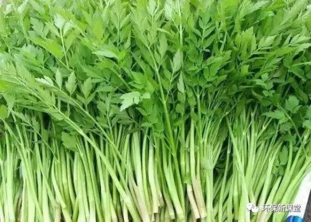 荷花苗：初夏的绿色希望
